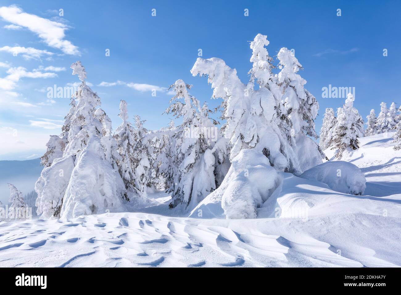 Landscape on winter day. Spruce trees in the snowdrifts. High mountain. Lawn and forests. Snowy background. Nature scenery. Location place the Carpath Stock Photo