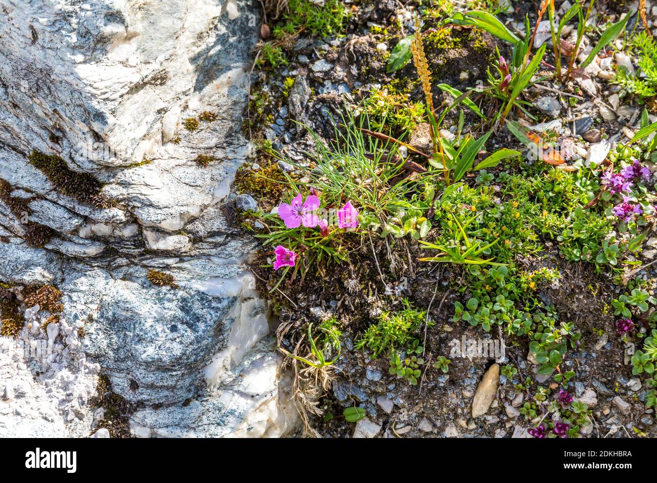 Alpine Carnation, (Dianthus alpinus), Fuschertörl, Grossglockner High Alpine Road, Hohe Tauern National Park, Salzburg State, Carinthia, Austria, Europe Stock Photo