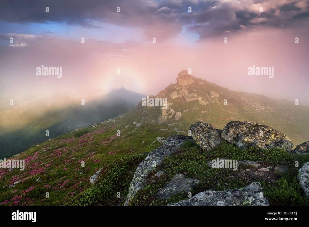 Brocken Spectre in the meadow among the highest mountains, fog and pink sky. Amazing spring landscape. A lawn covered with flowers of pink rhododendro Stock Photo