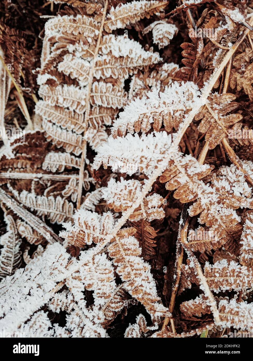 withered fern, frost Stock Photo