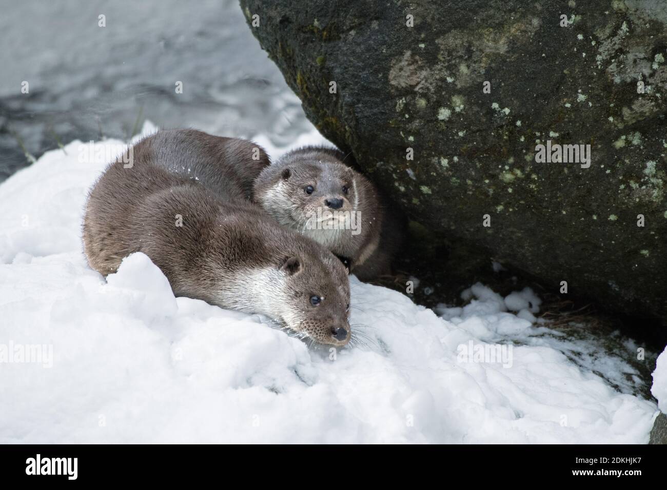 Otter in winter Stock Photo