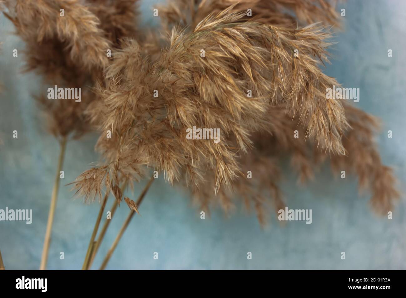 Pampas grass or cortaderia dioecious, Sello against a blue wall in the interior Stock Photo