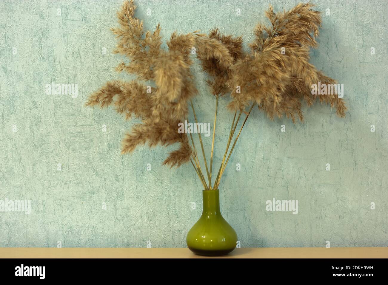 Pampas grass or cortaderia dioecious, Sello, in a little green vase close-up Stock Photo