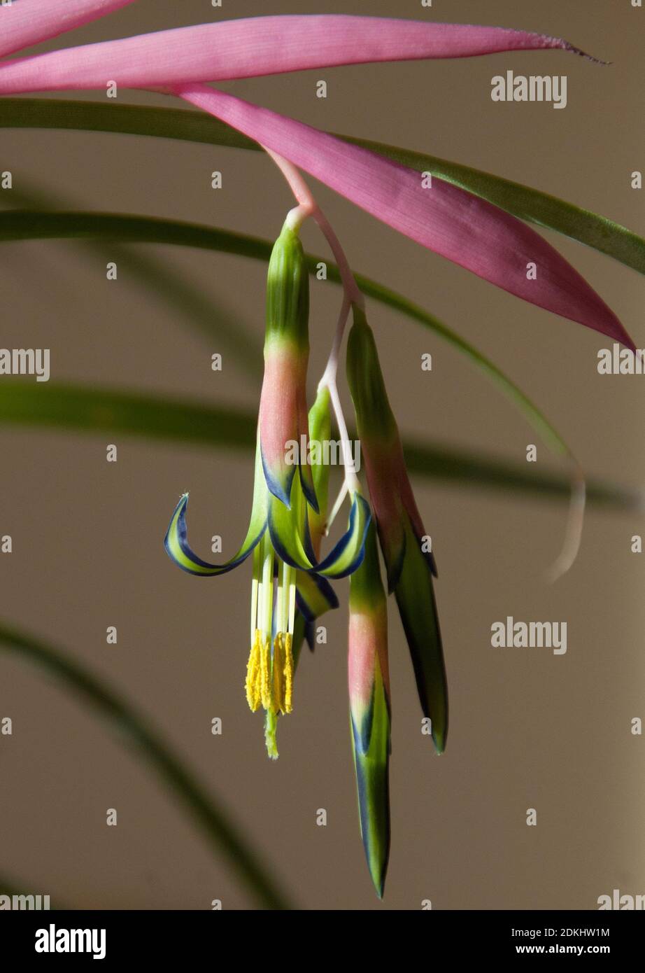 Billbergia nutans, Stock Photo