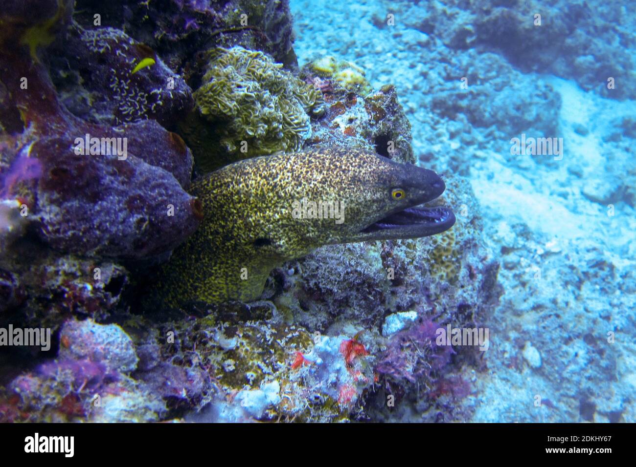 Coral grouper eel hires stock photography and images Alamy