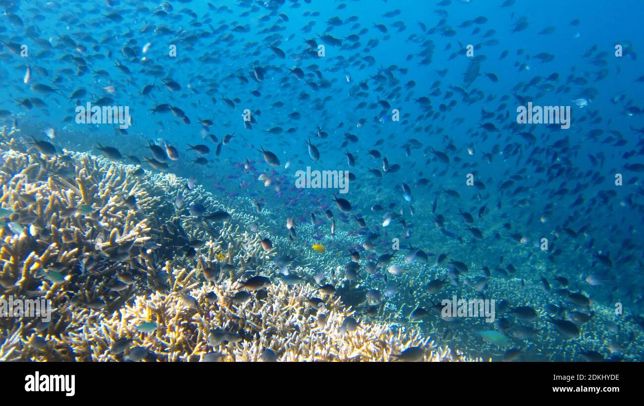 Group of Fish Stock Photo Alamy Group of Fish Stock Photo Alamy