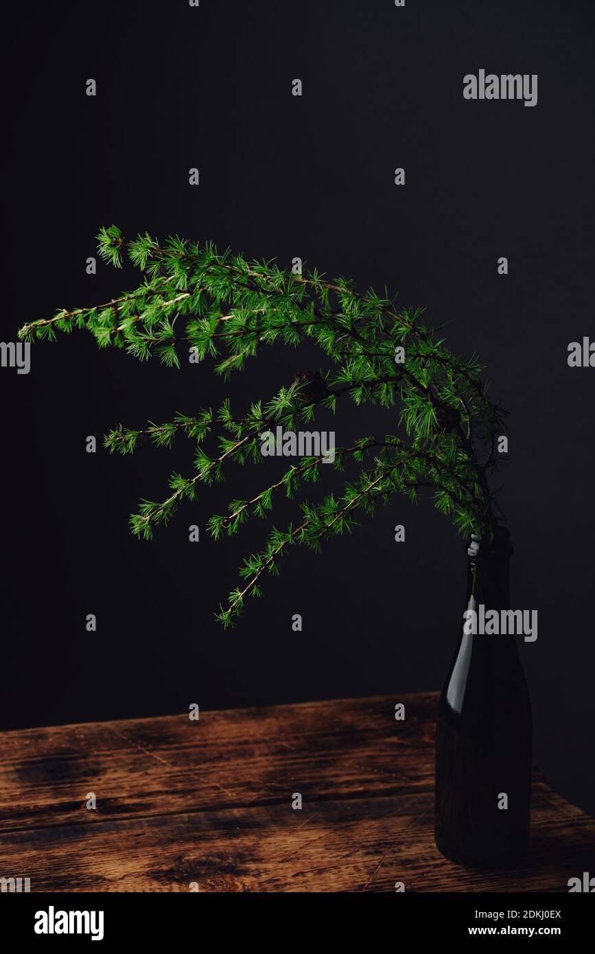 Fresh green larch branch in glass bottle on rustic wooden table Stock Photo