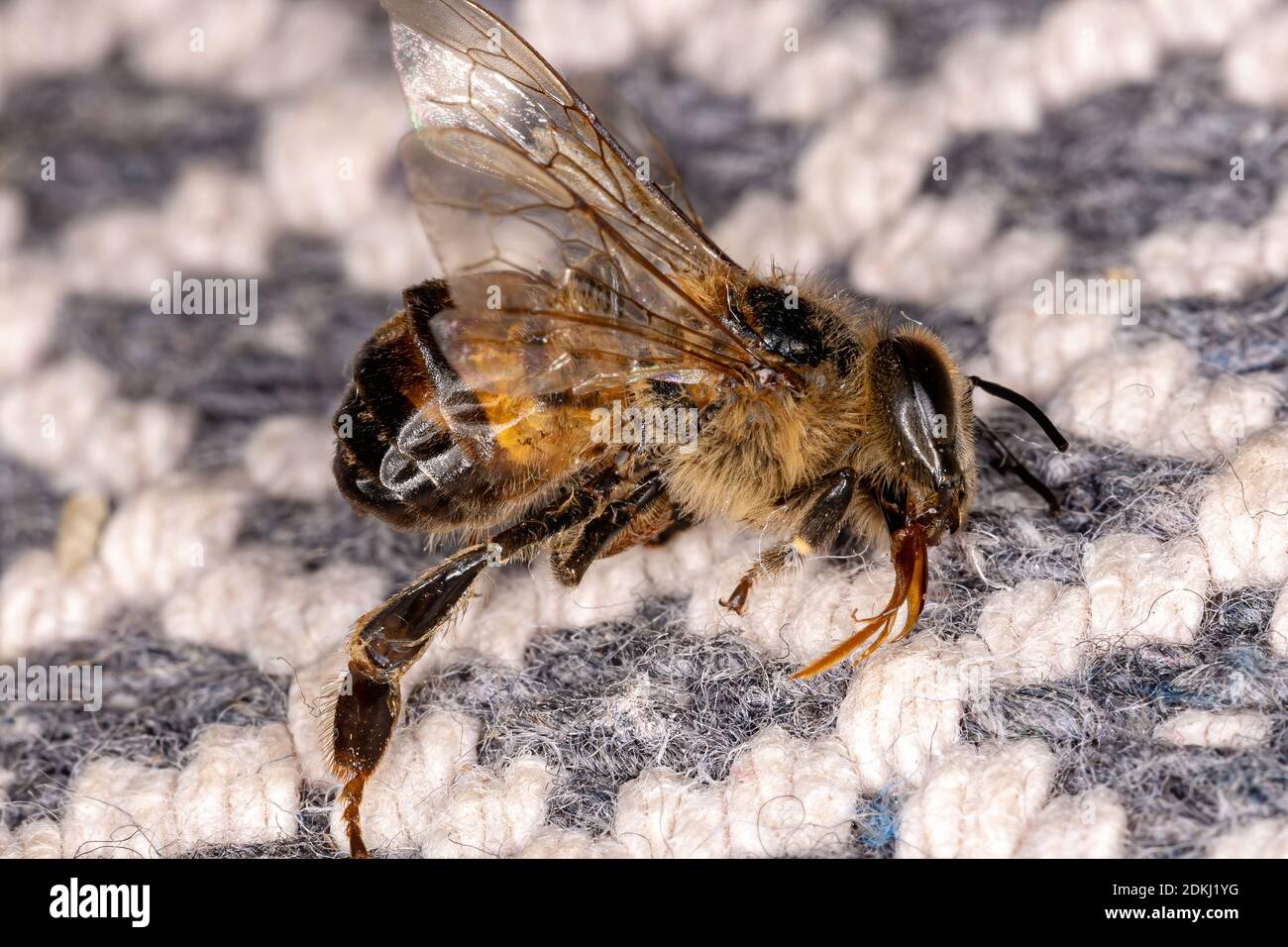 Western Honey Bee of the species Apis mellifera dead Stock Photo