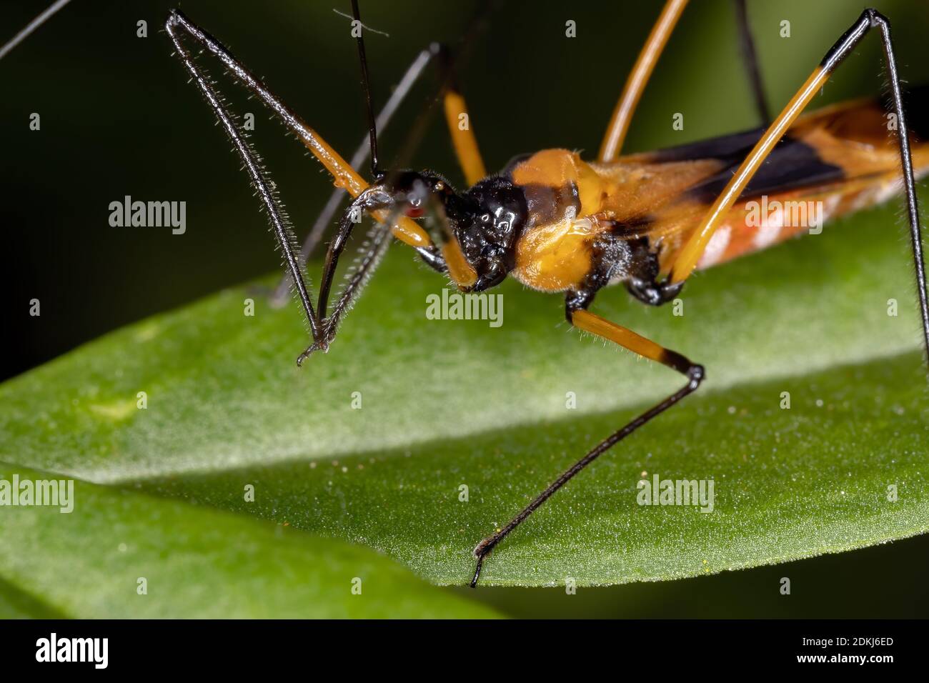 Assassin Bug of the species Zelus vespiformis Stock Photo