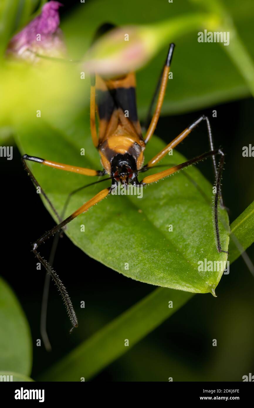 Assassin Bug of the species Zelus vespiformis Stock Photo