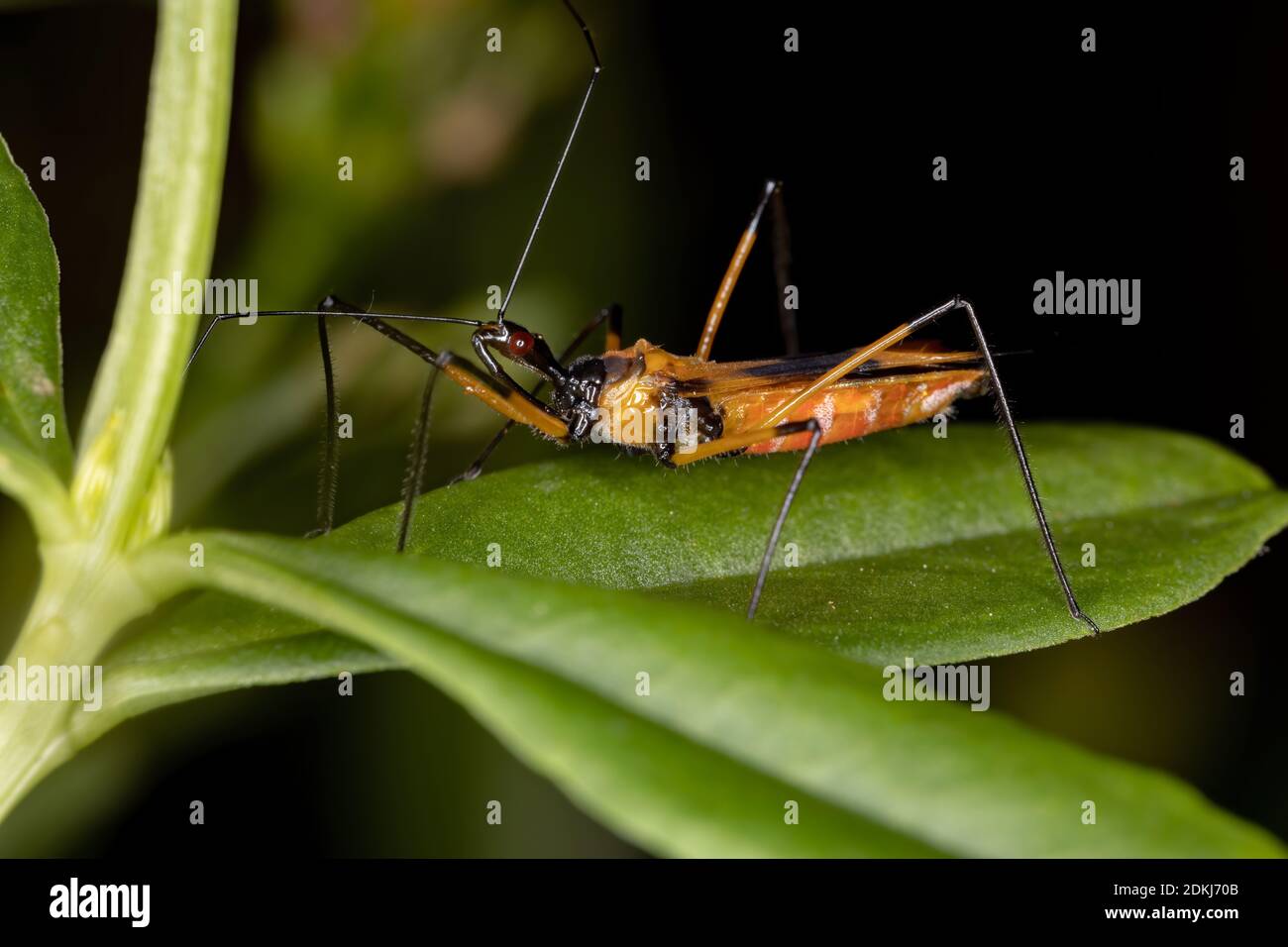 Assassin Bug of the species Zelus vespiformis Stock Photo
