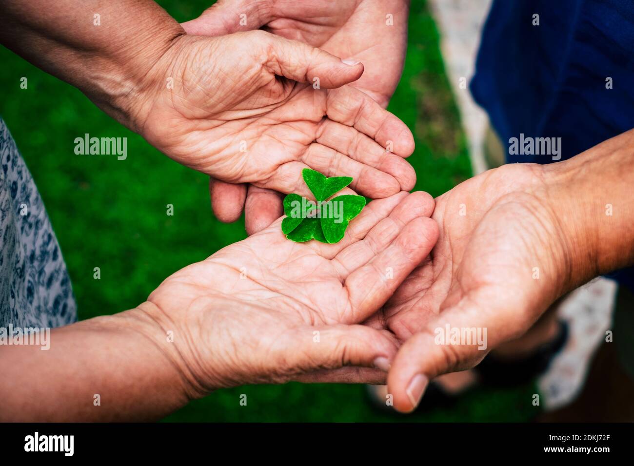 Old hands people holding with love and taking little quartifoil for hope and luck concept - senior people with nature - retired lifestyle and together relationship Stock Photo