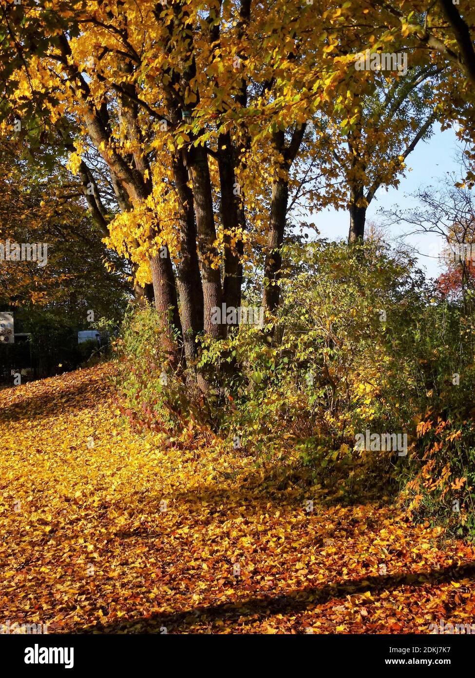 Germany, Bavaria, Germering, Park Lochholz (near golf course), autumn, foliage color Stock Photo