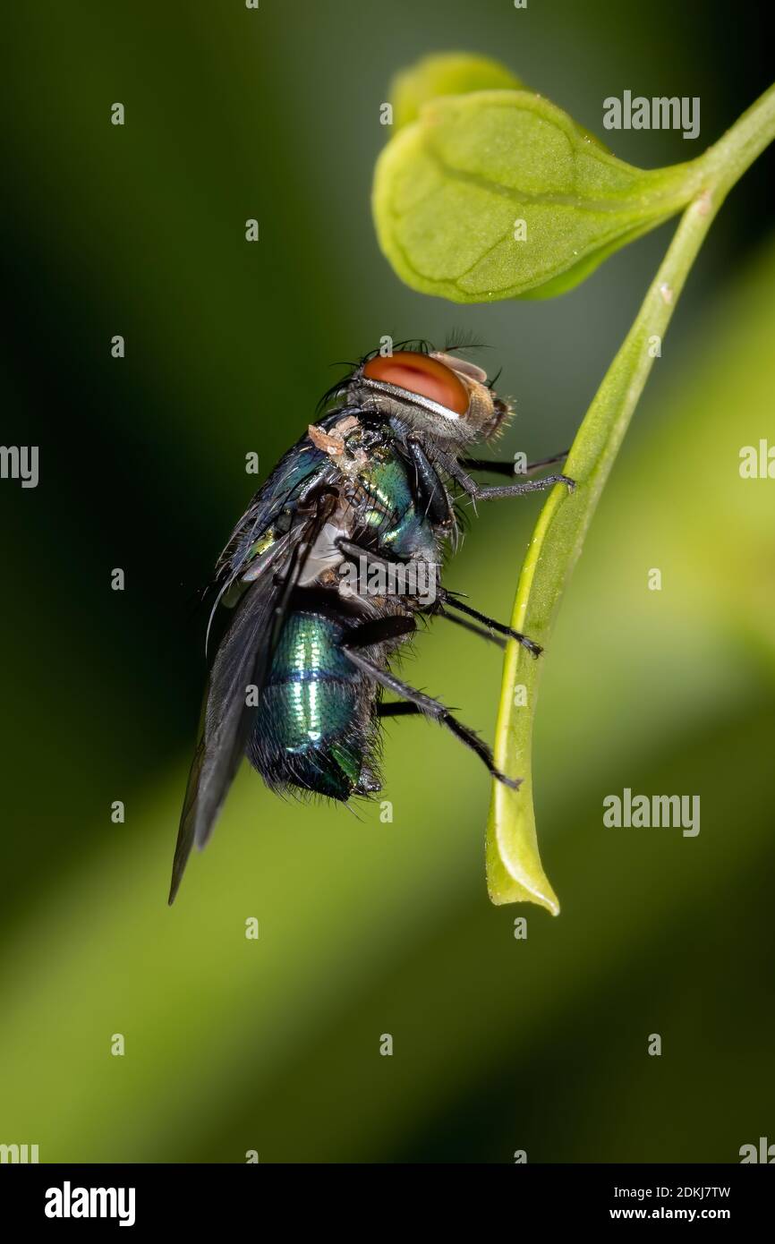Oriental Latrine Fly of the species Chrysomya megacephala Stock Photo Alamy