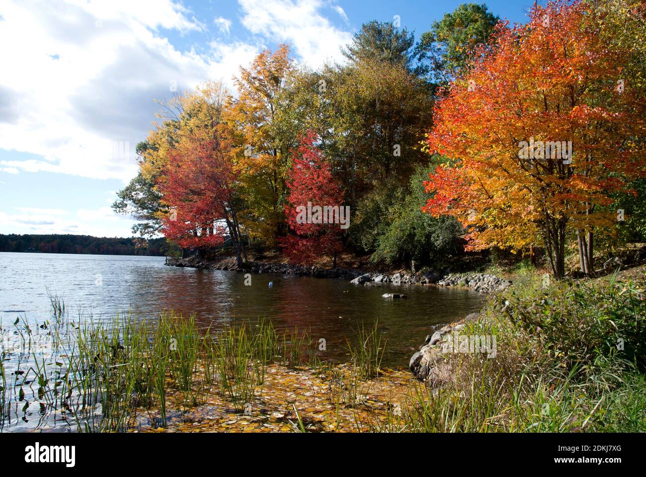 Brilliant fall colors of trees on lake, North Monmouth, Maine, United States Stock Photo