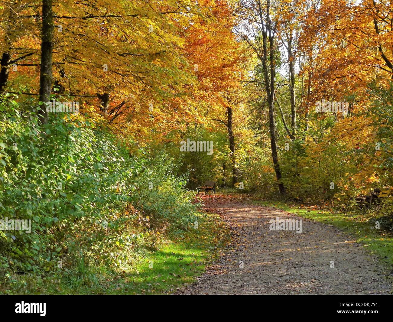 Germany, Bavaria, Germering, Park Lochholz (near golf course), autumn, foliage color, park path, park bench Stock Photo