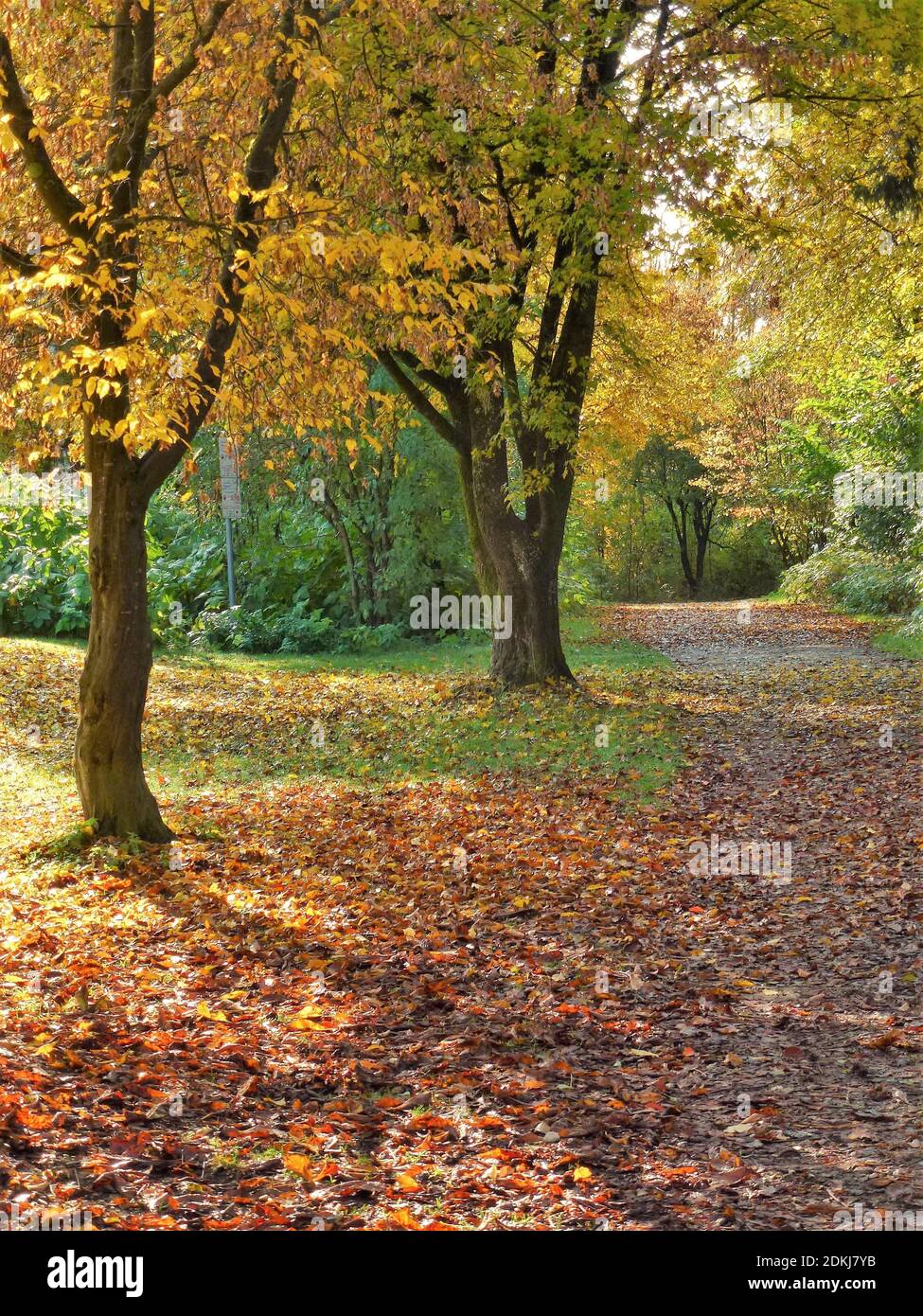 Germany, Bavaria, Germering, Lochholz Park (near golf course), autumn, foliage coloration, park path Stock Photo