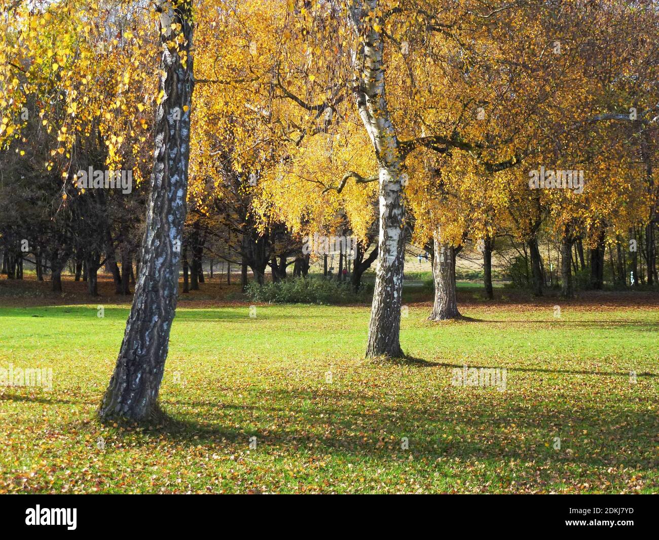 Germany, Bavaria, Germering, lawn at Germeringer See with birch trees Stock Photo