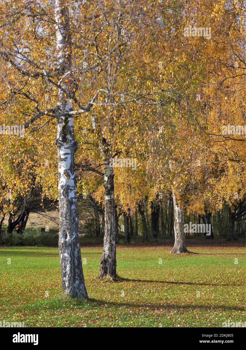 Germany, Bavaria, Germering, lawn at Germeringer See with birch trees Stock Photo
