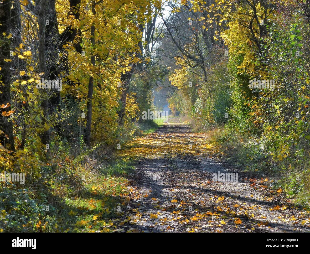 Germany, Bavaria, near Neuaubing, cycle path, autumn, foliage color Stock Photo