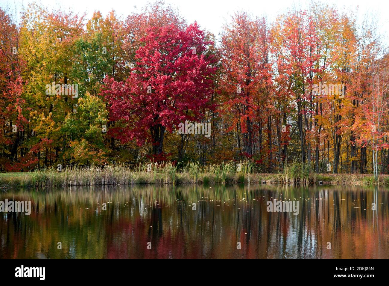 Fall colors reflected on a lake in New England, Maine, United States Stock Photo