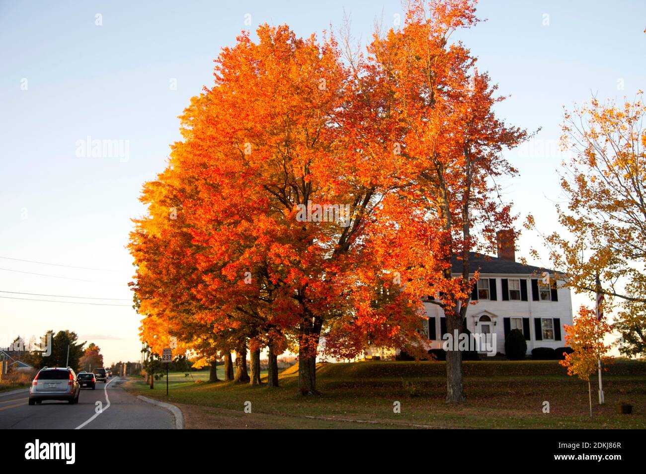 Fall colors on a huge Maple tree at sunset, rural Maine highway, Portland, Maine, United States Stock Photo