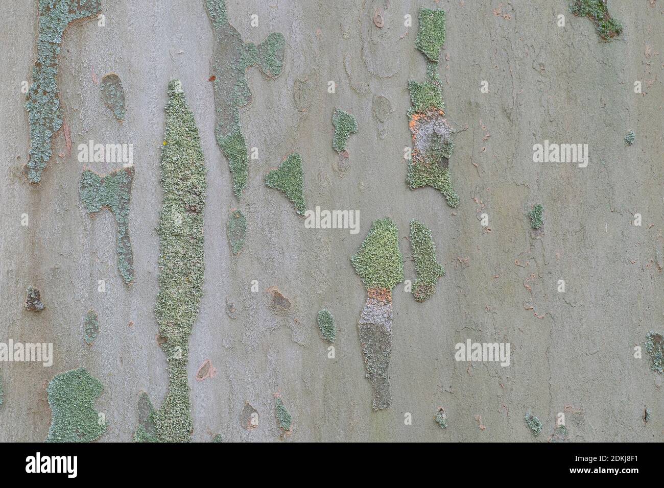 The bark of plane tree (Platanus acerifolia) is a nice background , macro photo Stock Photo