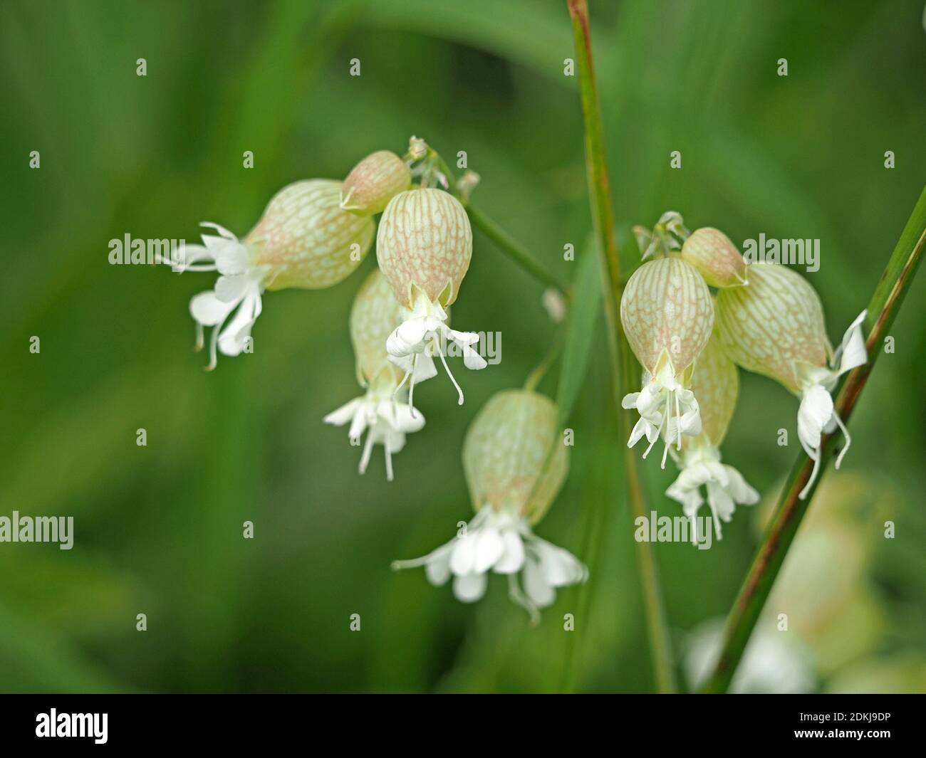 White flowers of Bladder Campion (Silene vulgaris) or Maidenstears with characteristic veined bladder sepal tubes in North Yorkshire, England, UK Stock Photo