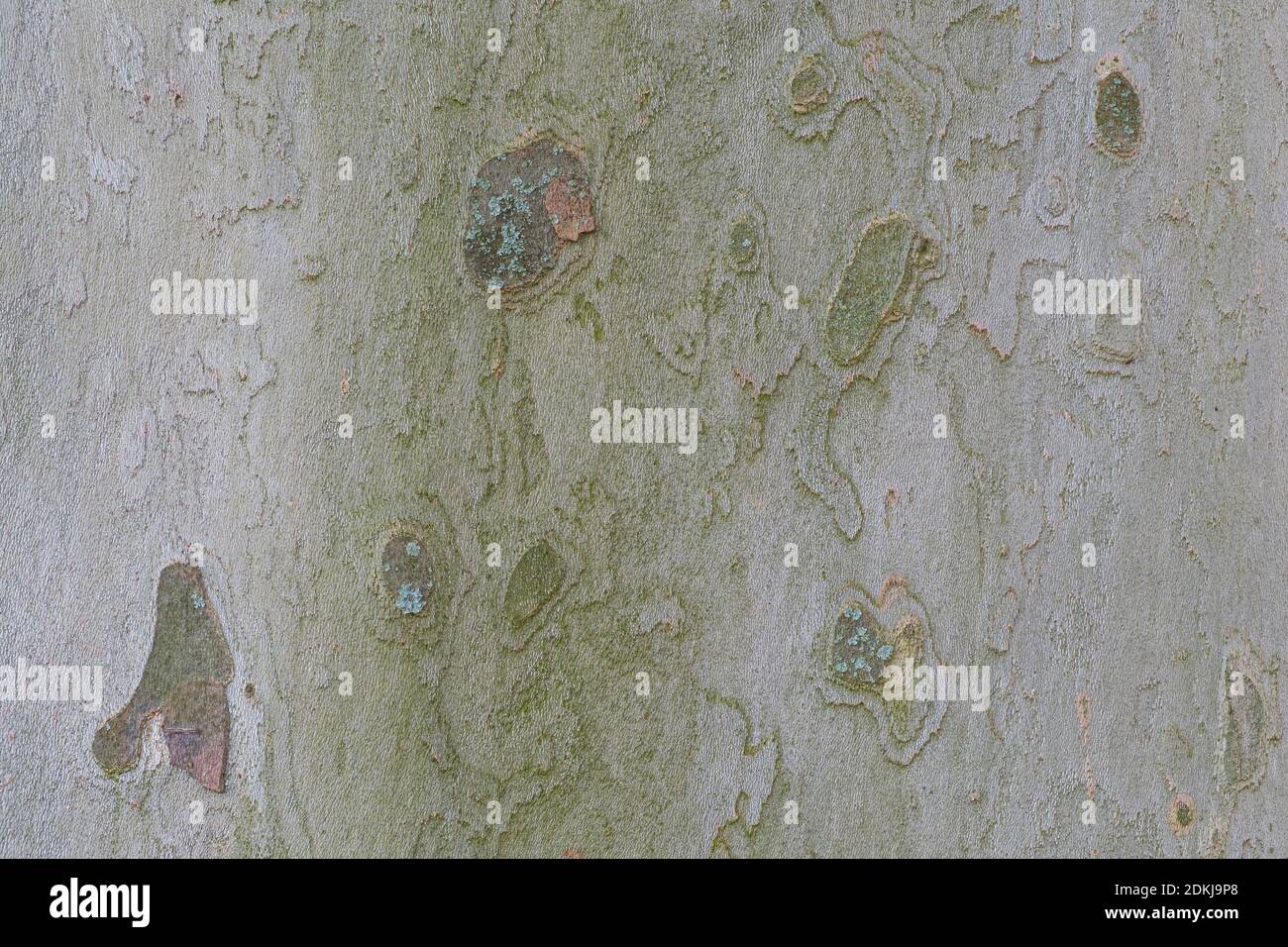 The bark of plane tree (Platanus acerifolia) is a nice background , macro photo Stock Photo