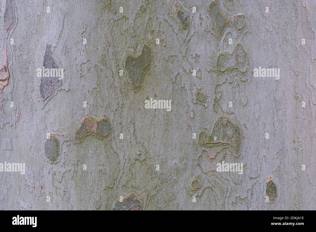 The bark of plane tree (Platanus acerifolia) is a nice background , macro photo Stock Photo