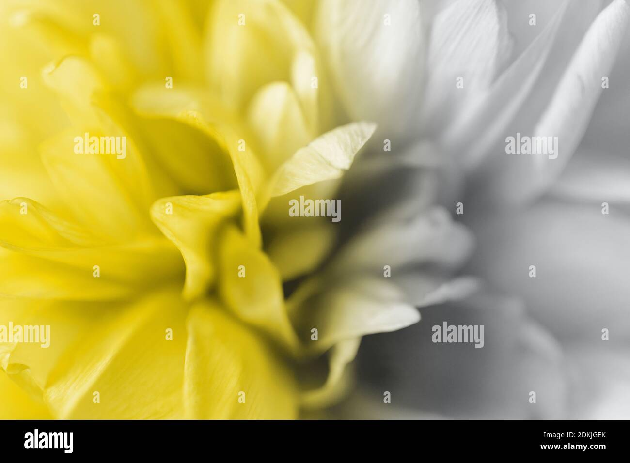 Illuminating Yellow and Ultimate Gray colors macro flower background. Extreme closeup. Creative design demonstrating colors of the year 2021 Stock Photo