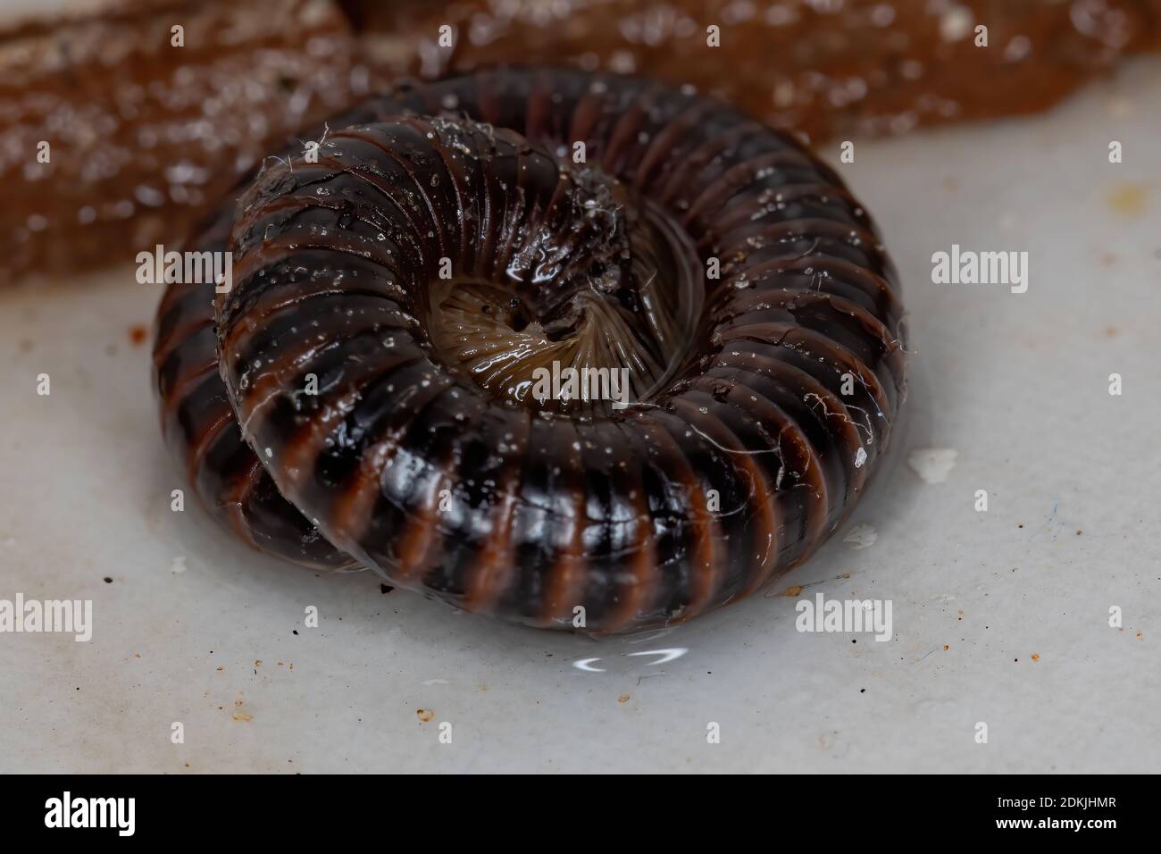 Parajulid Millipede of the Family Parajulidae with selective focus Stock Photo