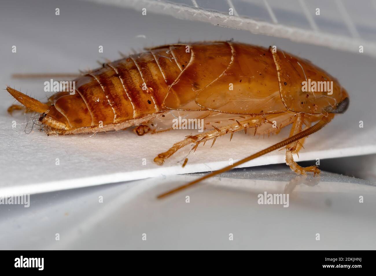 Wood Cockroach of the Family Ectobiidae Stock Photo
