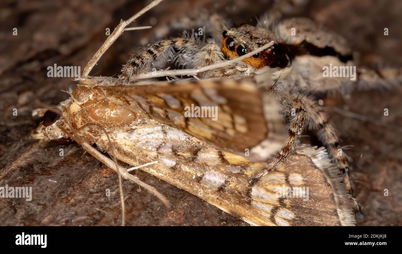Gray Wall Jumping Spider of the species Menemerus bivittatus preying a Assembly Moth of the species Samea ecclesialis Stock Photo