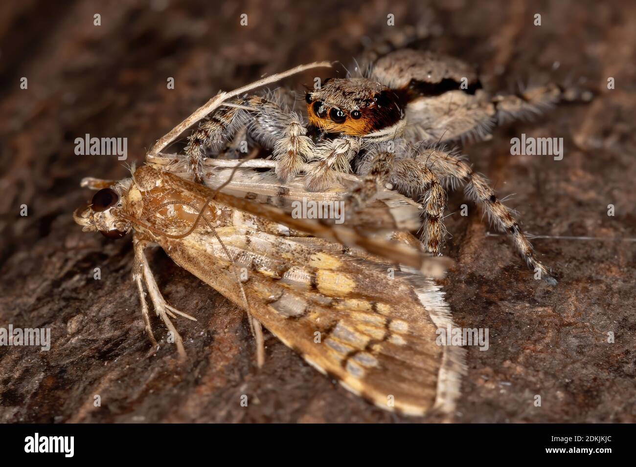 Gray Wall Jumping Spider of the species Menemerus bivittatus preying a Assembly Moth of the species Samea ecclesialis Stock Photo