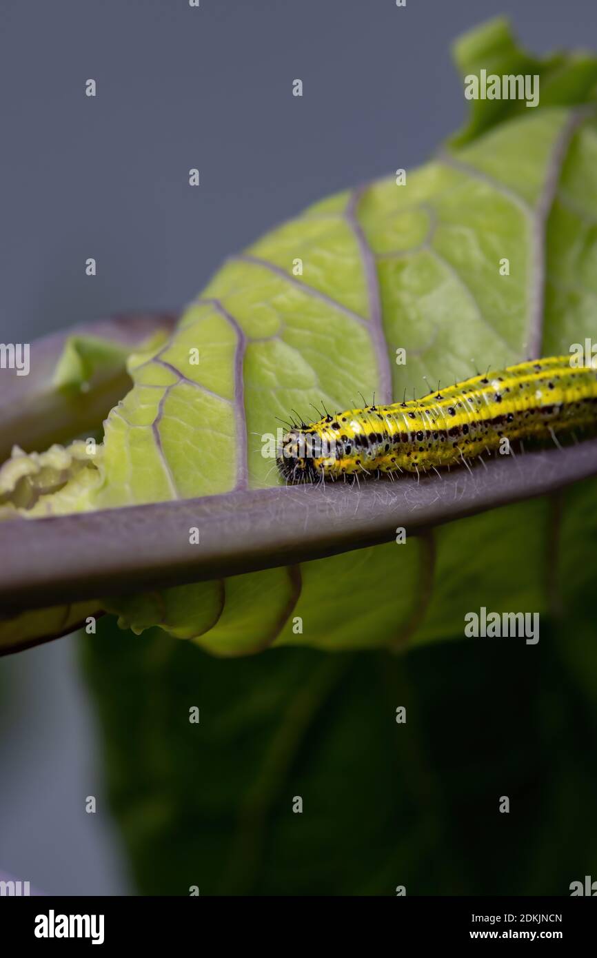 Southern cabbage butterfly hires stock photography and images Alamy