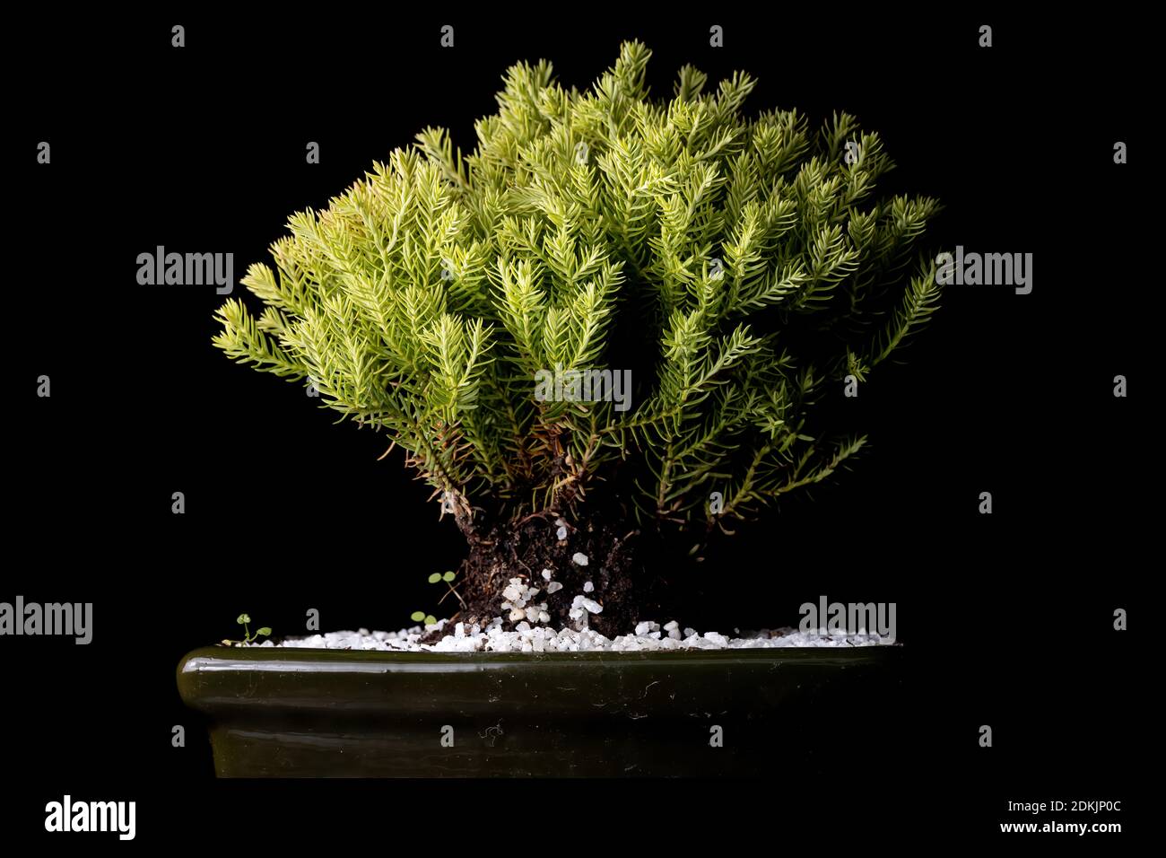 bonsai with creative light and black background Stock Photo