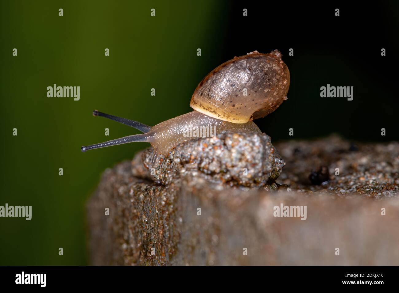 Asian Tramp Snail of the species Bradybaena similaris Stock Photo Alamy