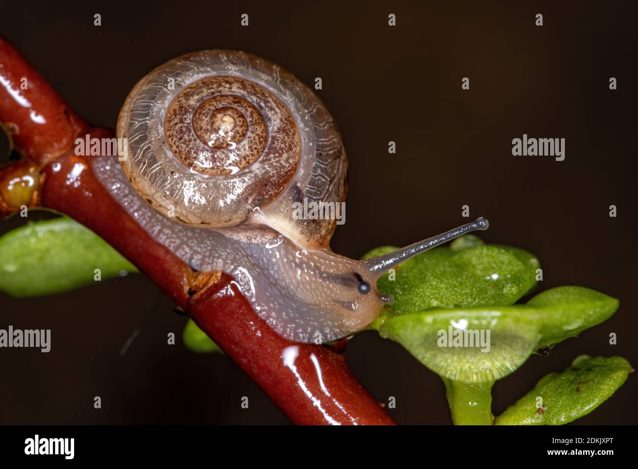 Asian Tramp Snail of the species Bradybaena similaris Stock Photo Alamy
