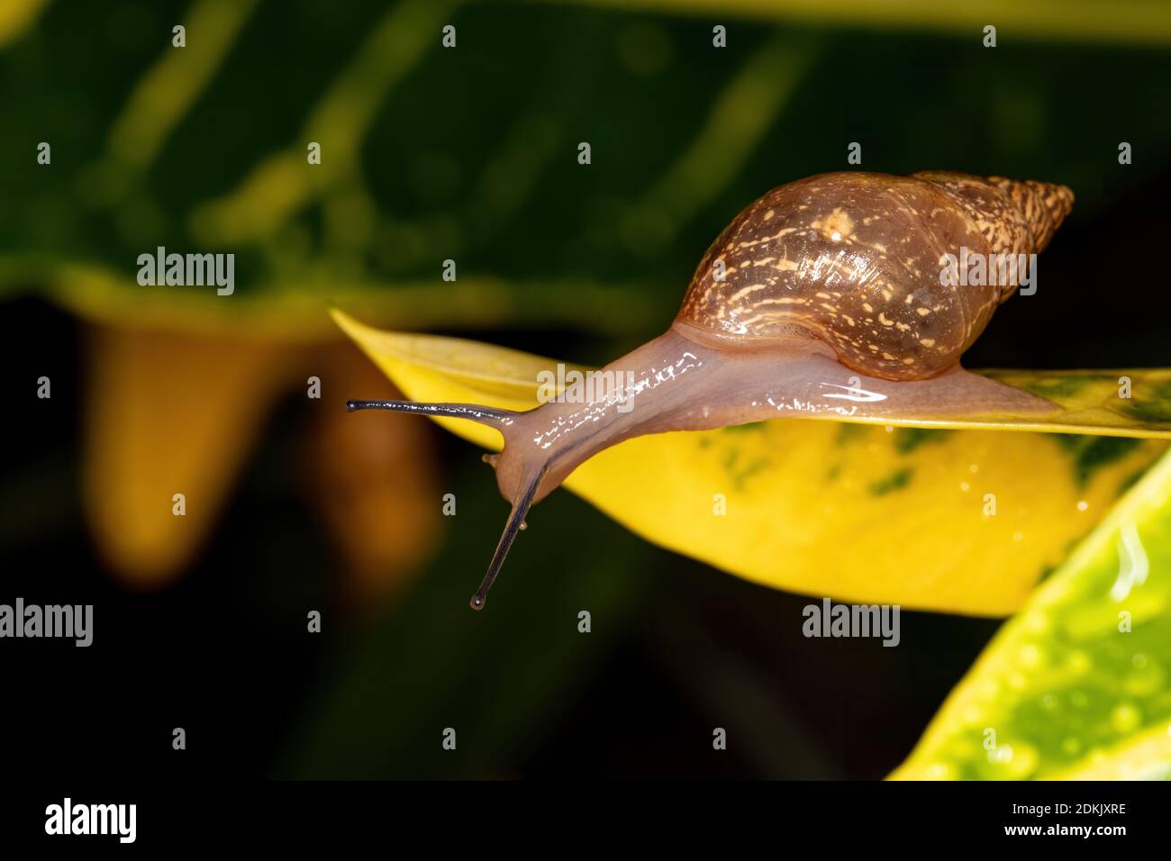 Helicinan Snail of the Genus Bulimulus Stock Photo