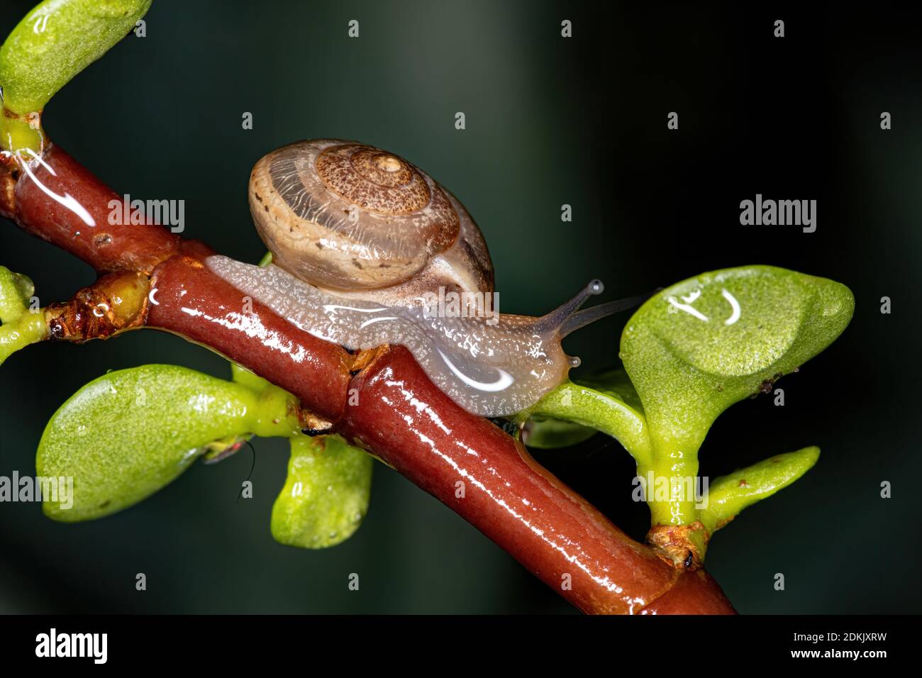 Hermaphrodite species hires stock photography and images Alamy