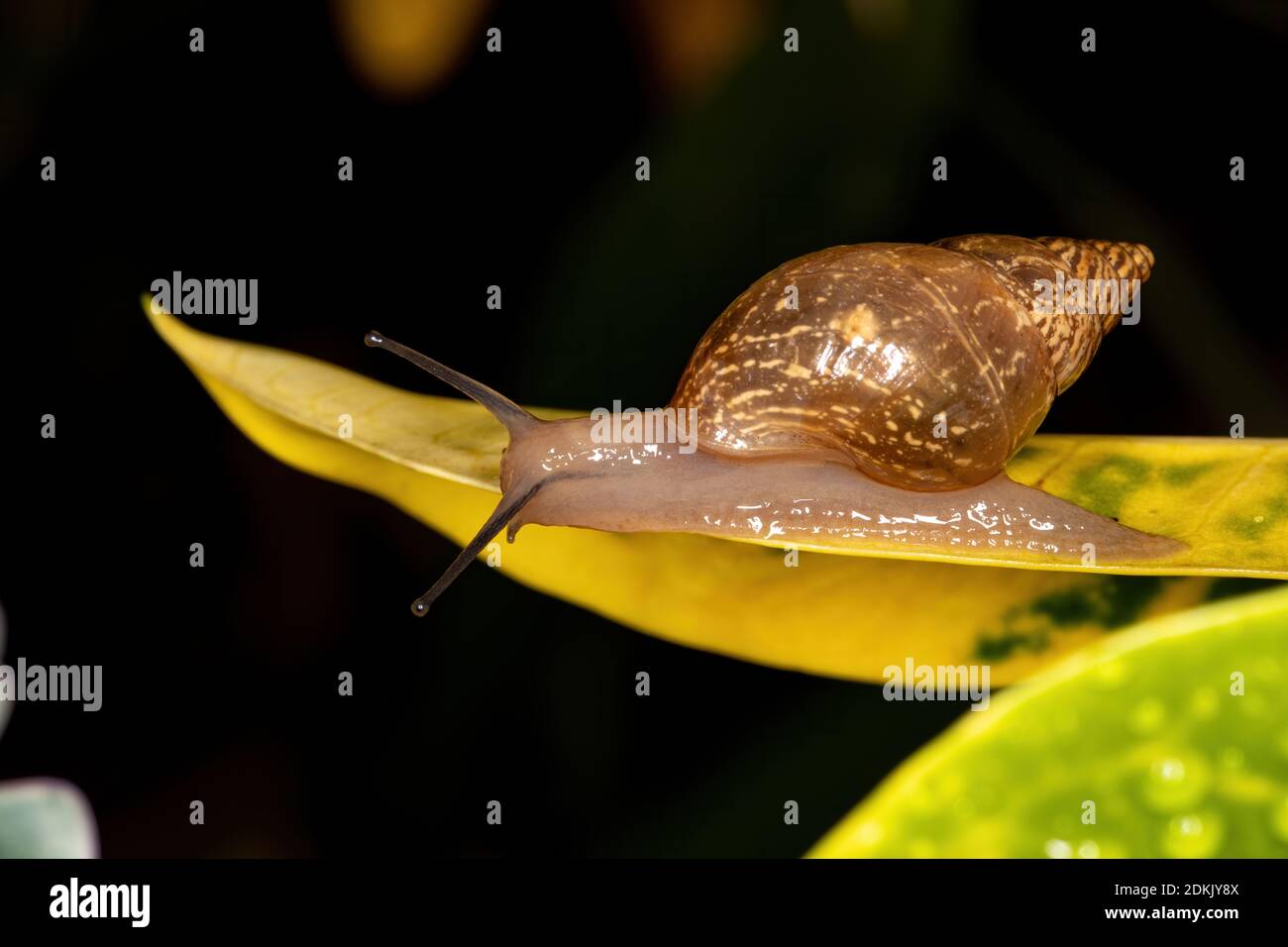 Helicinan Snail of the Genus Bulimulus Stock Photo