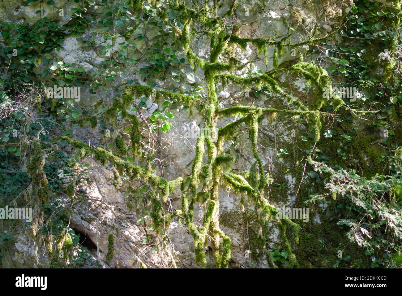 green plants grow along a stone wall Stock Photo - Alamy
