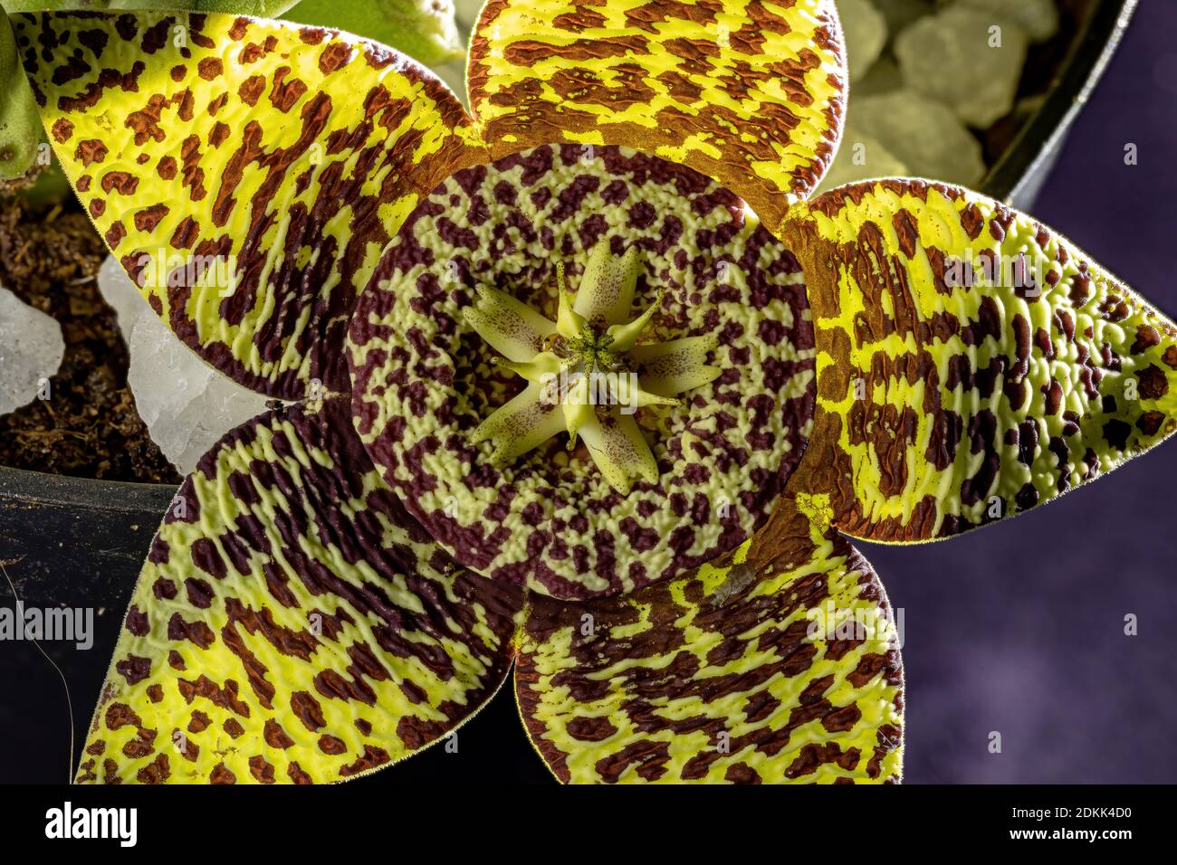 star flower of the species Orbea variegata Stock Photo