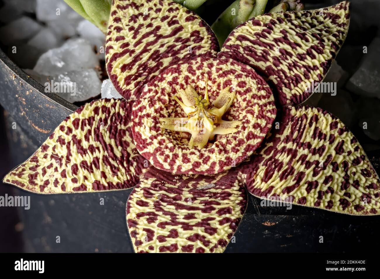star flower of the species Orbea variegata Stock Photo