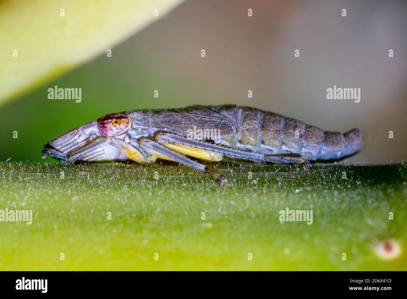 Closeup Of Glassywinged Sharpshooter Nymph, An Insect Pest Of Grapes