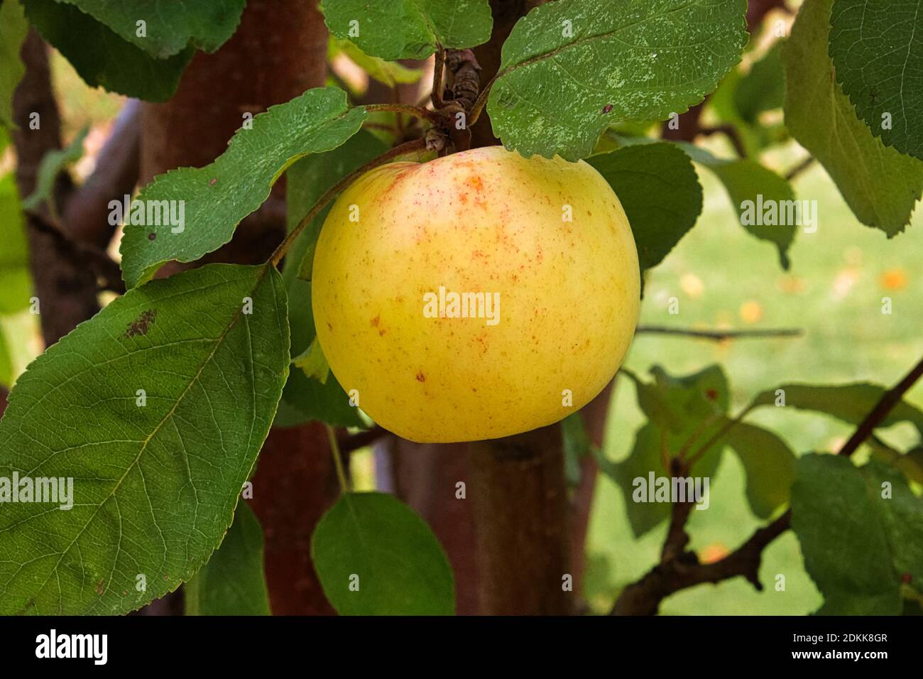 The side view of a golden apple ready for harvest Stock Photo