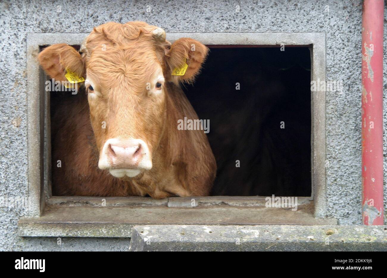 Cow Head Out Window Hi res Stock Photography And Images Alamy cow-head-out-window-hi-res-stock-photography-and-images-alamy