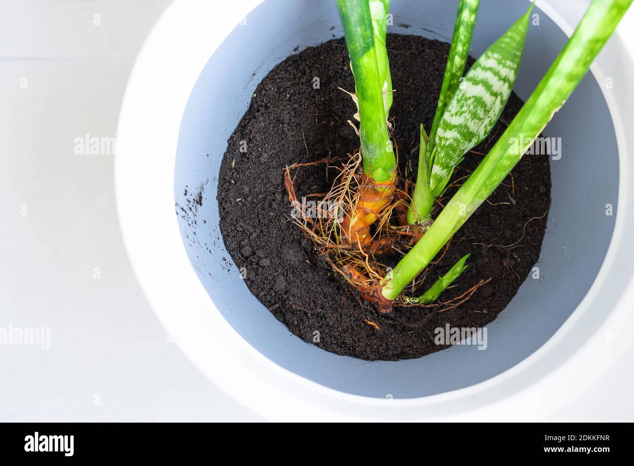 High Angle View Of Potted Plant Stock Photo