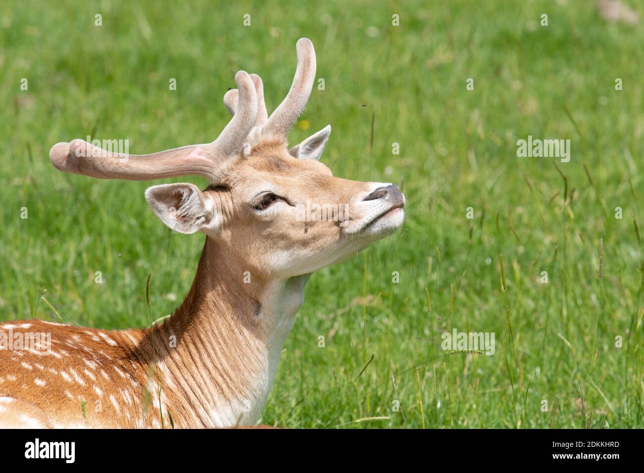 Head Shot Of A Male Fallow Deer With Antlers Stock Photo
